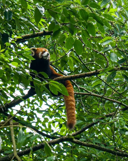 A red panda resting on a leafy tree branch